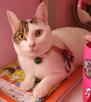 ruth's cat Snowflake