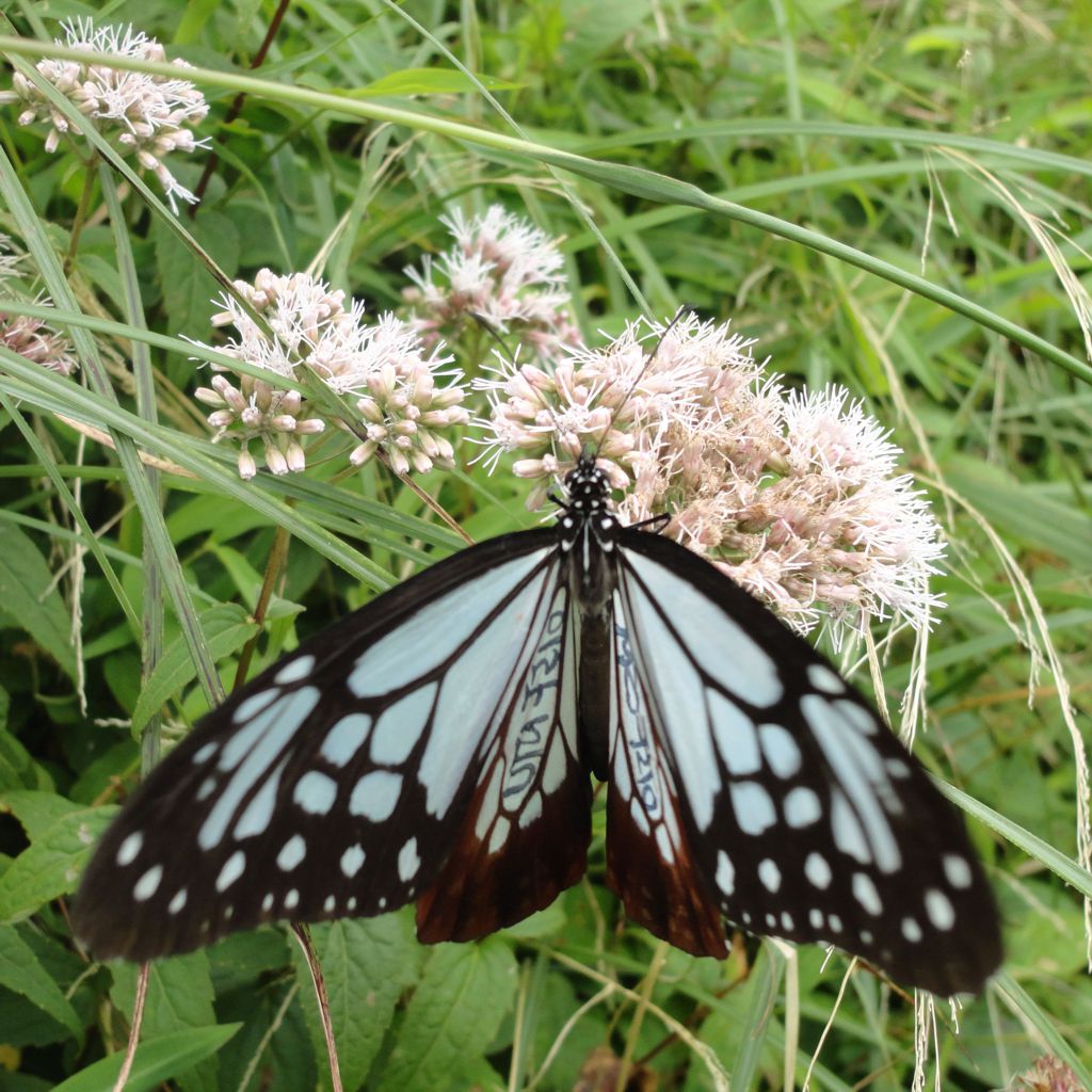 butterfly