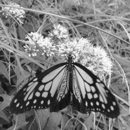 butterfly